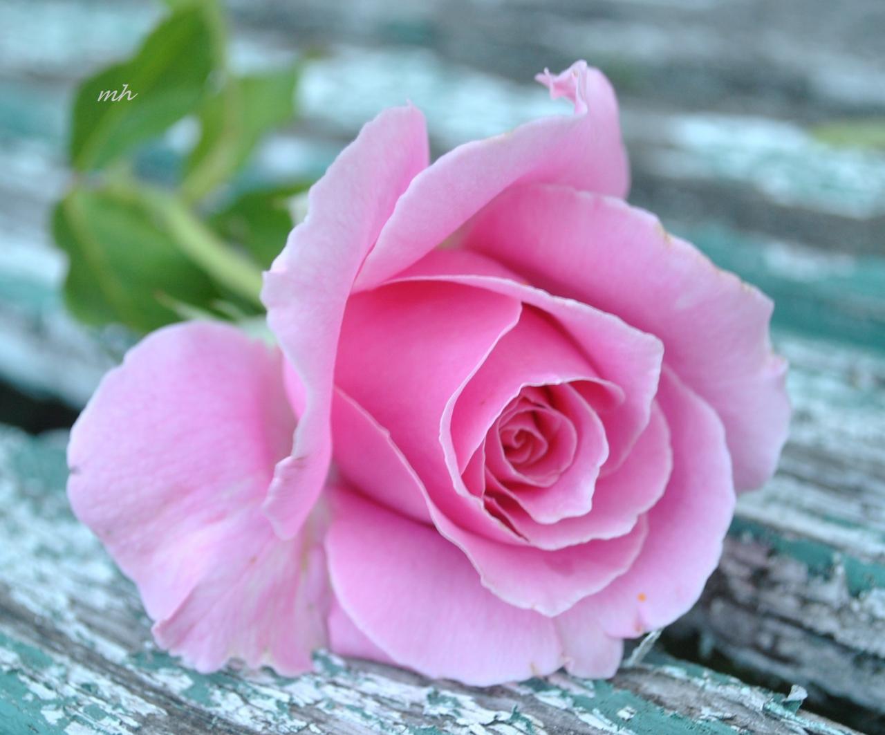 صور ورود حلوه صورة اجمل زهور في العالم صباح الورد