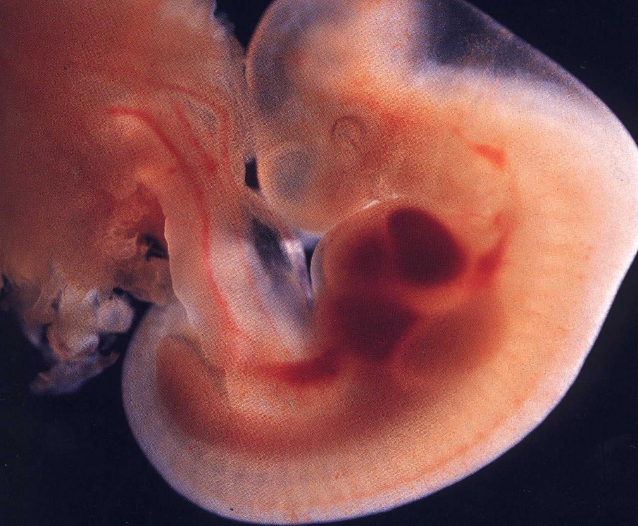 مراحل تكوين الجنين بالصور من اول يوم , صور تبين كيف يتكون الانسان في
