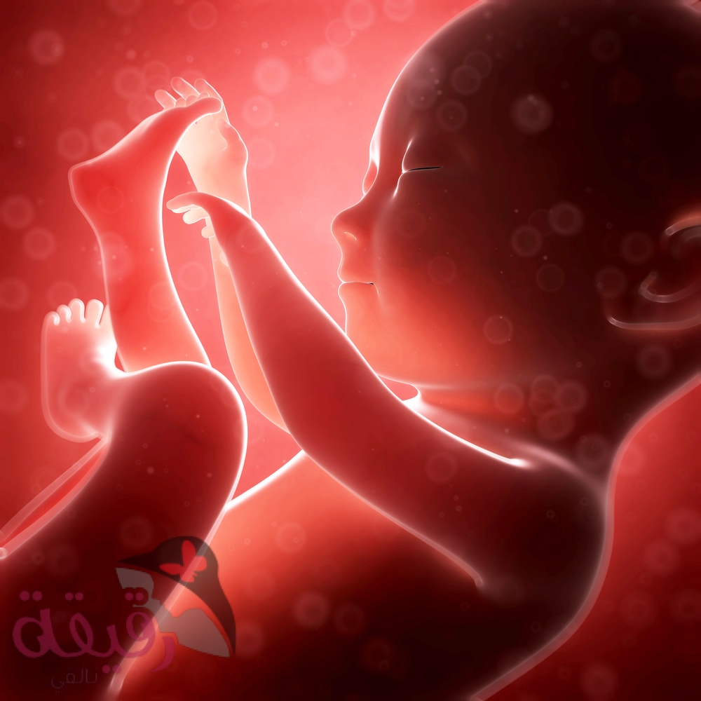مراحل تكوين الجنين بالصور من اول يوم , صور تبين كيف يتكون الانسان في