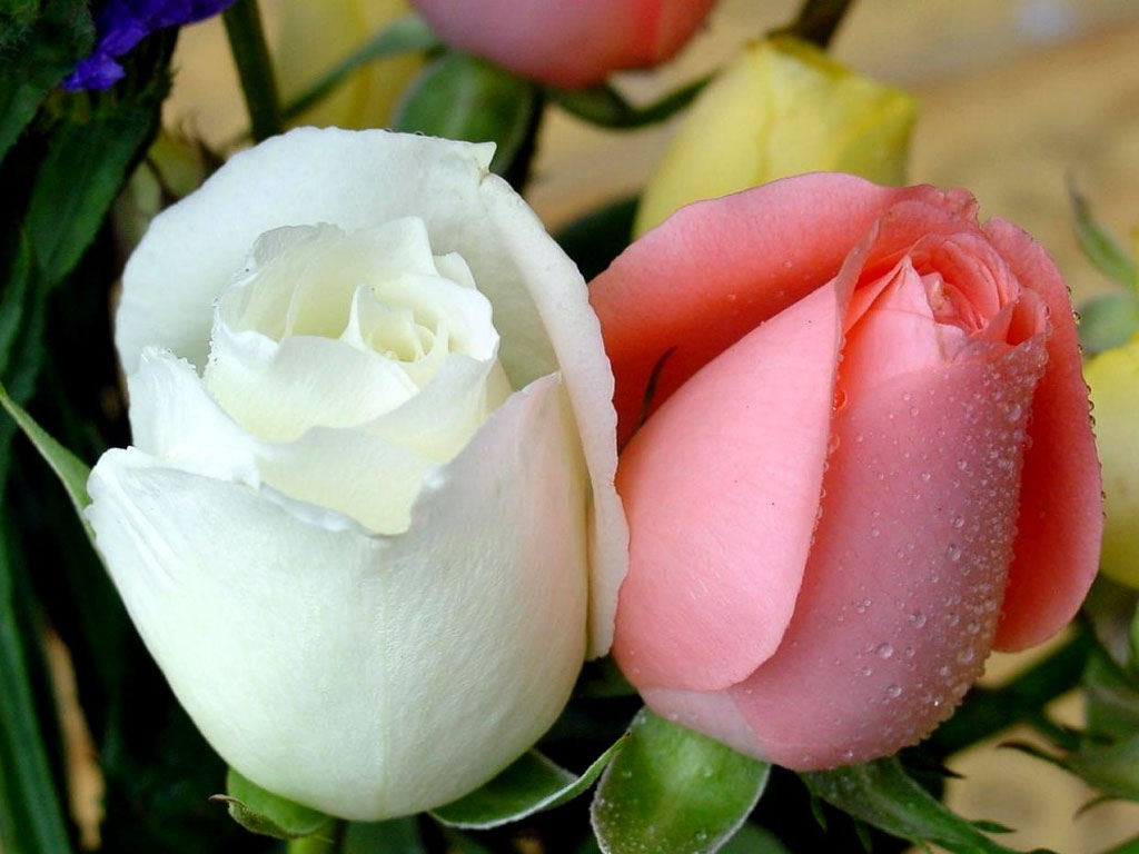 صور زهور طبيعية و صناعية صباح الورد