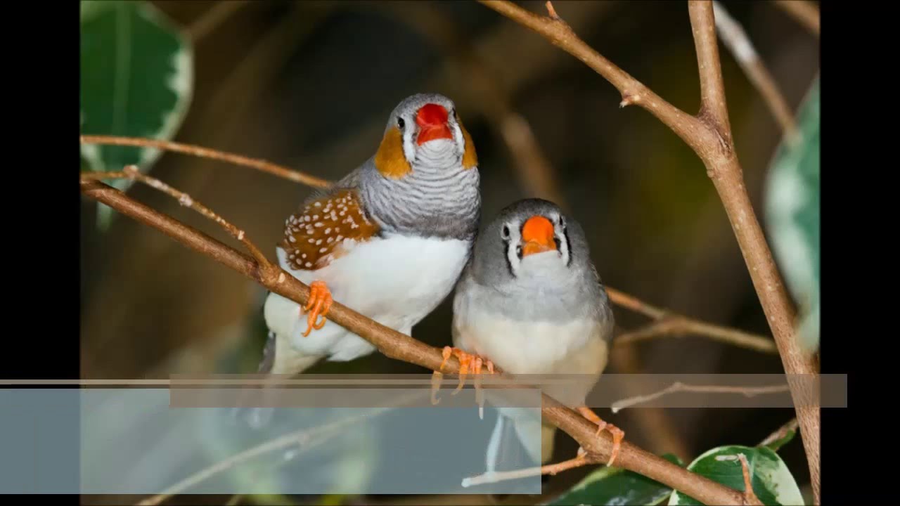 عصافير الزينة - احلى حيوان ستربيه فى حياتك 469 1