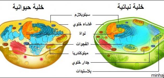 رسم تخطيطي لخلية حيوانية - رسم لخليه حيوانيه بطريقه سهله وبسيطه 8612