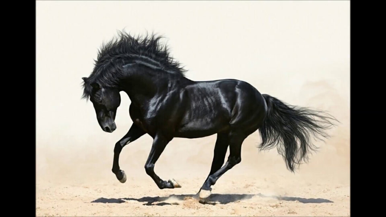 خيل اصيل - خيول جميلة واصيلة بالصور 2479 12