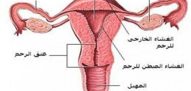 اسباب العقم - اسباب العقم وطريقة علاجه