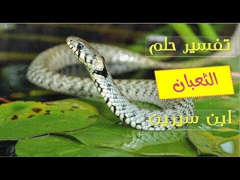 تفسير حلم الثعابين في البيت , حلمت بتعبان كبير