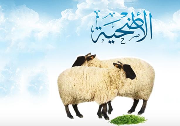 صور لعيد الاضحى - اضحية يوم الجمعة 3521 10