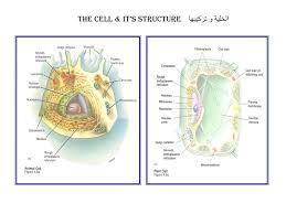 رسم تخطيطي لخلية حيوانية - رسم لخليه حيوانيه بطريقه سهله وبسيطه 8612 4