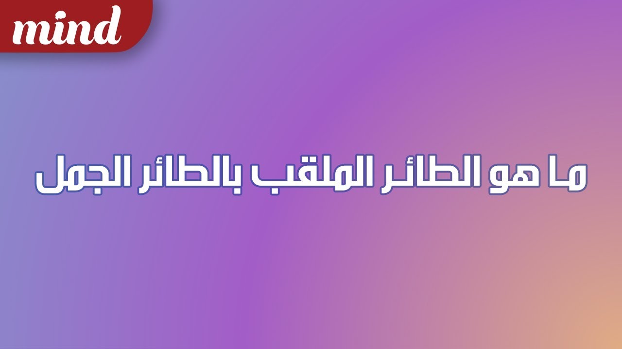 ما هو الطائر الملقب بالطائر الجمل , نتعرف عن اصل الطائر الملقب بطائر الجمل