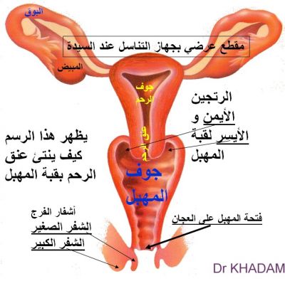 سبب تاخر الحمل - الحمل وكيفية حدوثه 7663 10