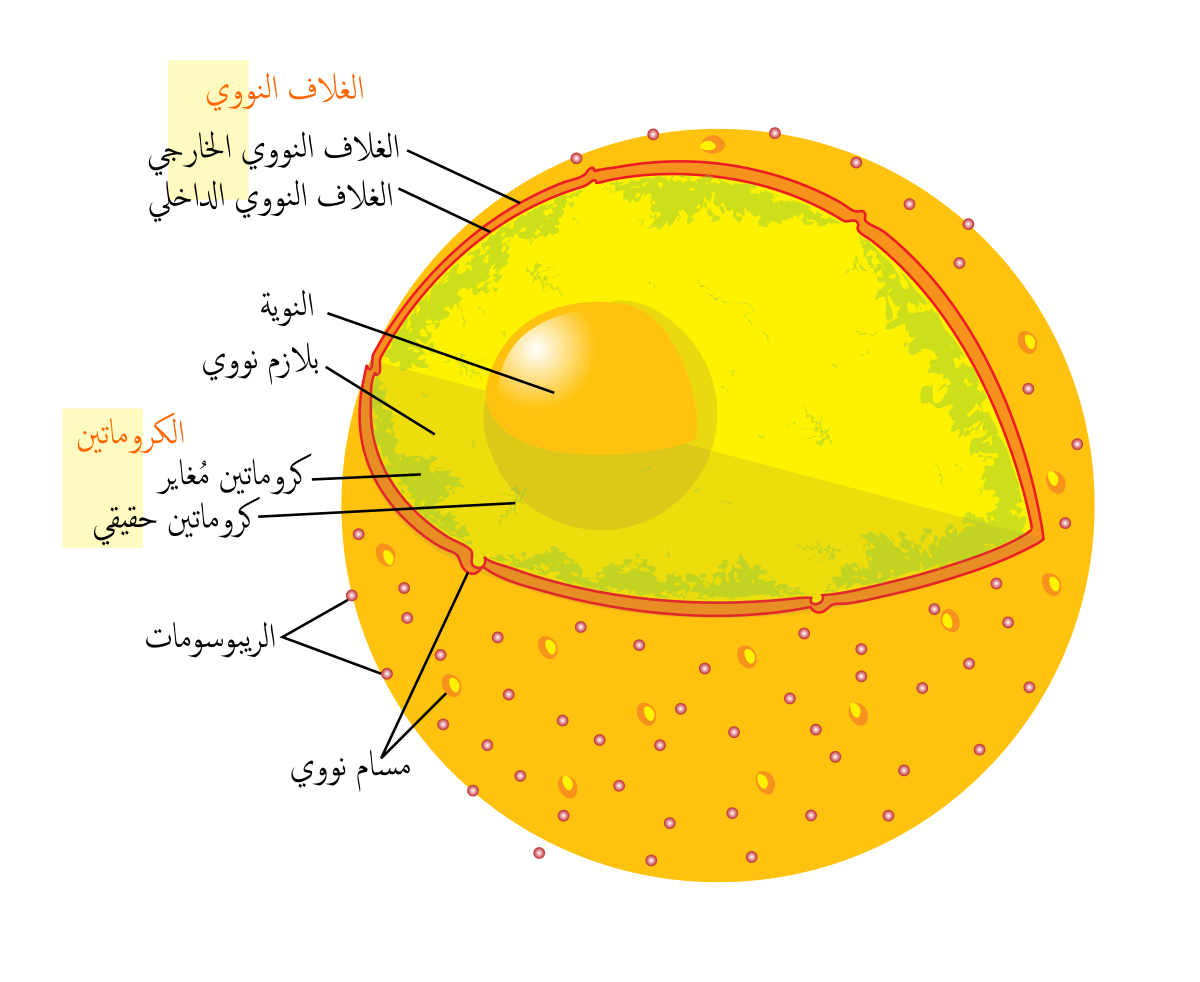 رسم تخطيطي لخلية حيوانية - رسم لخليه حيوانيه بطريقه سهله وبسيطه 8612