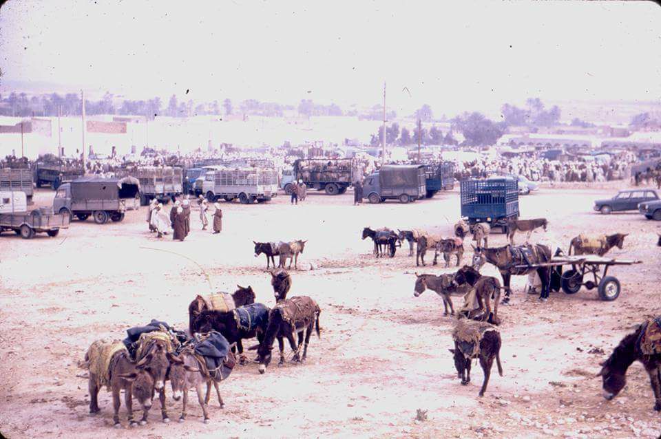 صور من الجلفة - ولاية الجلفة بالجزائر 7586 13