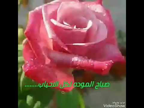 صباح البركة - عبارات الصباح والكلمات البسيطة 2723 12