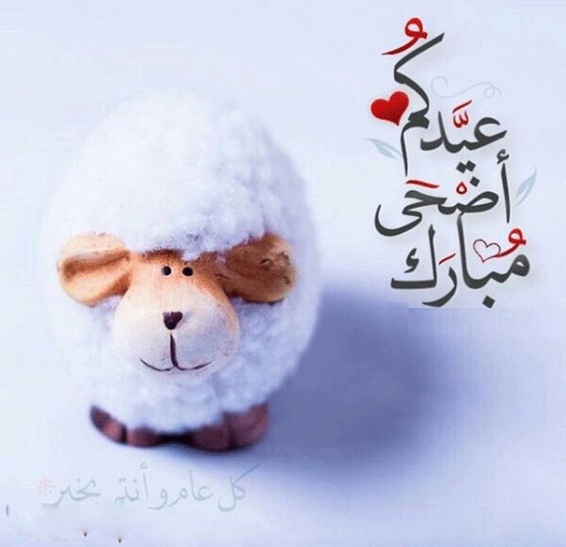 صور لعيد الاضحى - اضحية يوم الجمعة 3521 2