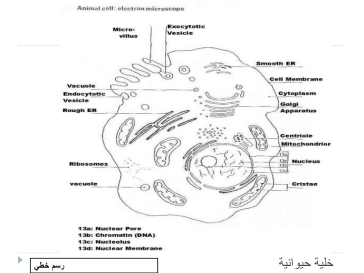 رسم تخطيطي لخلية حيوانية - رسم لخليه حيوانيه بطريقه سهله وبسيطه 8612 7
