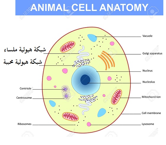 رسم تخطيطي لخلية حيوانية - رسم لخليه حيوانيه بطريقه سهله وبسيطه 8612 6