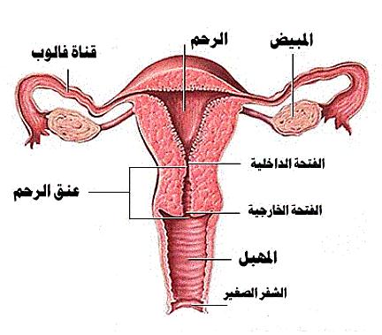 ريحه كريهه من المهبل - وداعا لرائحة المهبل الكريهه 8556 1