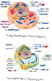 رسم تخطيطي لخلية حيوانية - رسم لخليه حيوانيه بطريقه سهله وبسيطه 8612 5