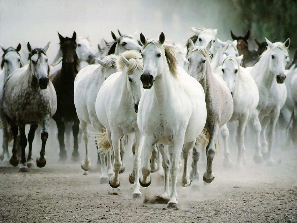 خيل عربي اصيل - اروع صور الخيول العربيه 1388 13