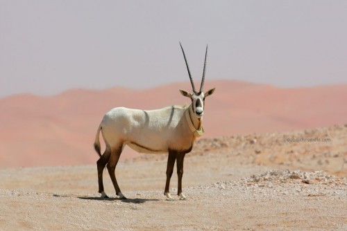 صورة المها العربي , فصيلة البقر بالصور