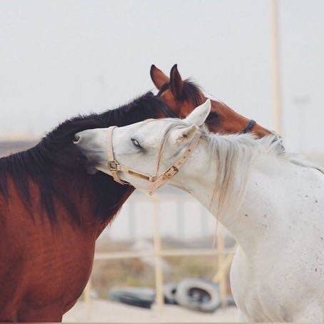 صور خيل - صور خيالية في منتهي الروعة للخيل 5970 8