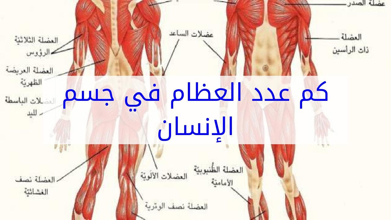 معقوله كل هالعضلات موجوده في جسم الإنسان , كم عدد عضلات جسم الانسان