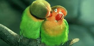 6912 1 صور طيور رومانسية تهوس - صورة طيور على شكل قلب فوزي ضاحك