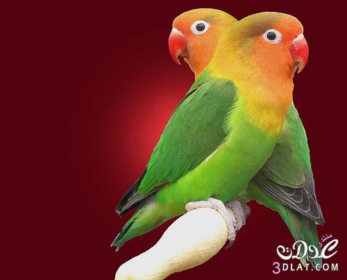 6912 11 صور طيور رومانسية تهوس - صورة طيور على شكل قلب فوزي ضاحك