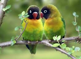 6912 2 صور طيور رومانسية تهوس - صورة طيور على شكل قلب فوزي ضاحك