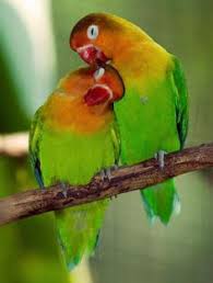 6912 3 صور طيور رومانسية تهوس - صورة طيور على شكل قلب فوزي ضاحك
