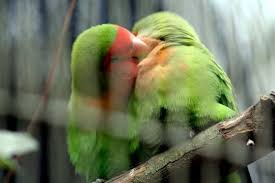 6912 4 صور طيور رومانسية تهوس - صورة طيور على شكل قلب فوزي ضاحك