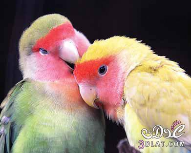 6912 5 صور طيور رومانسية تهوس - صورة طيور على شكل قلب فوزي ضاحك