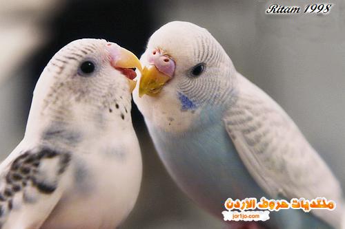 6912 6 صور طيور رومانسية تهوس - صورة طيور على شكل قلب فوزي ضاحك