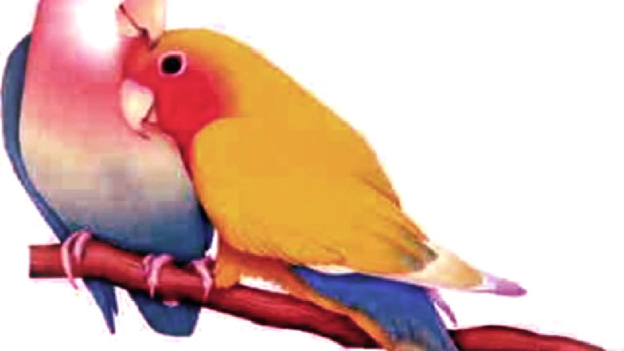 6912 8 صور طيور رومانسية تهوس - صورة طيور على شكل قلب فوزي ضاحك
