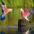 1214 12 صور طيور - طيور ملونة وجميلة فوزي ضاحك