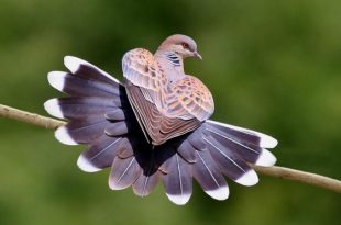 1214 3 صور طيور - طيور ملونة وجميلة اريحة هاجس