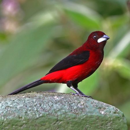1214 6 صور طيور - طيور ملونة وجميلة اريحة هاجس