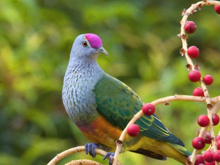 1214 7 صور طيور - طيور ملونة وجميلة اريحة هاجس