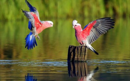 1214 صور طيور - طيور ملونة وجميلة اريحة هاجس