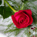 625 1 صور ورود حلوه - صورة اجمل زهور في العالم بسيمة سلامة
