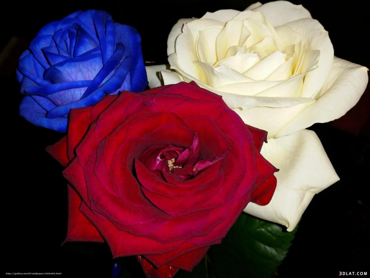 4476 10 صور اجمل ورد - اجمل الصور المعبرة عن الورود بسيمة سلامة