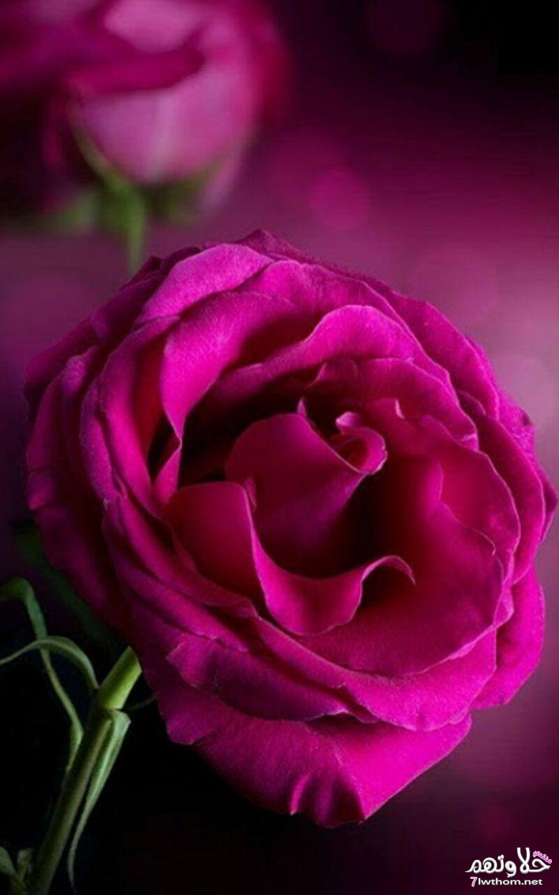 4476 11 صور اجمل ورد - اجمل الصور المعبرة عن الورود بسيمة سلامة