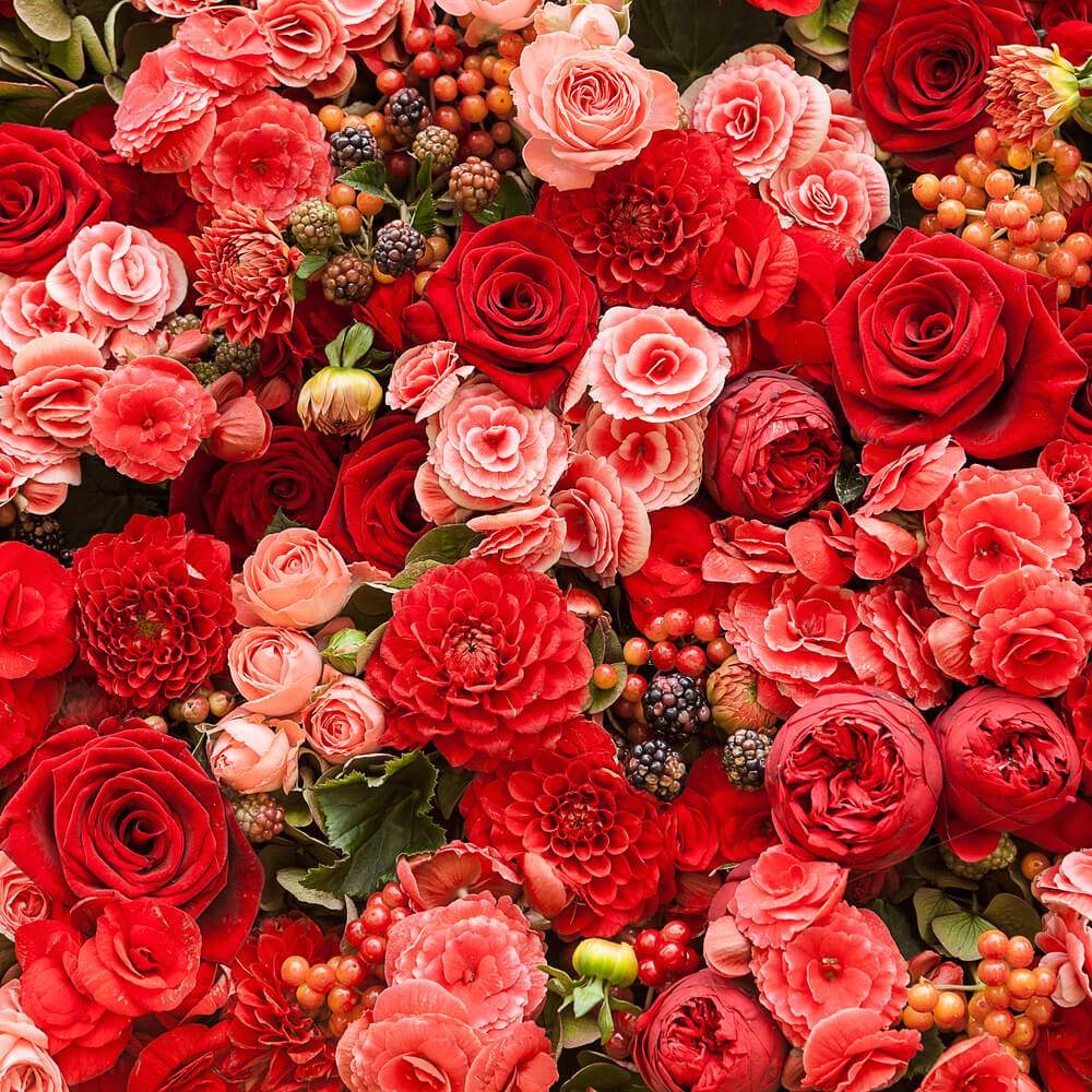 4476 13 صور اجمل ورد - اجمل الصور المعبرة عن الورود بسيمة سلامة
