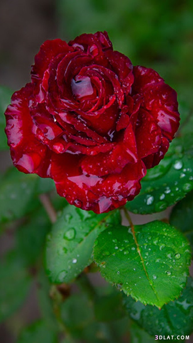 4476 14 صور اجمل ورد - اجمل الصور المعبرة عن الورود بسيمة سلامة
