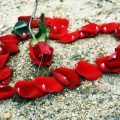4476 15 صور اجمل ورد - اجمل الصور المعبرة عن الورود بسيمة سلامة