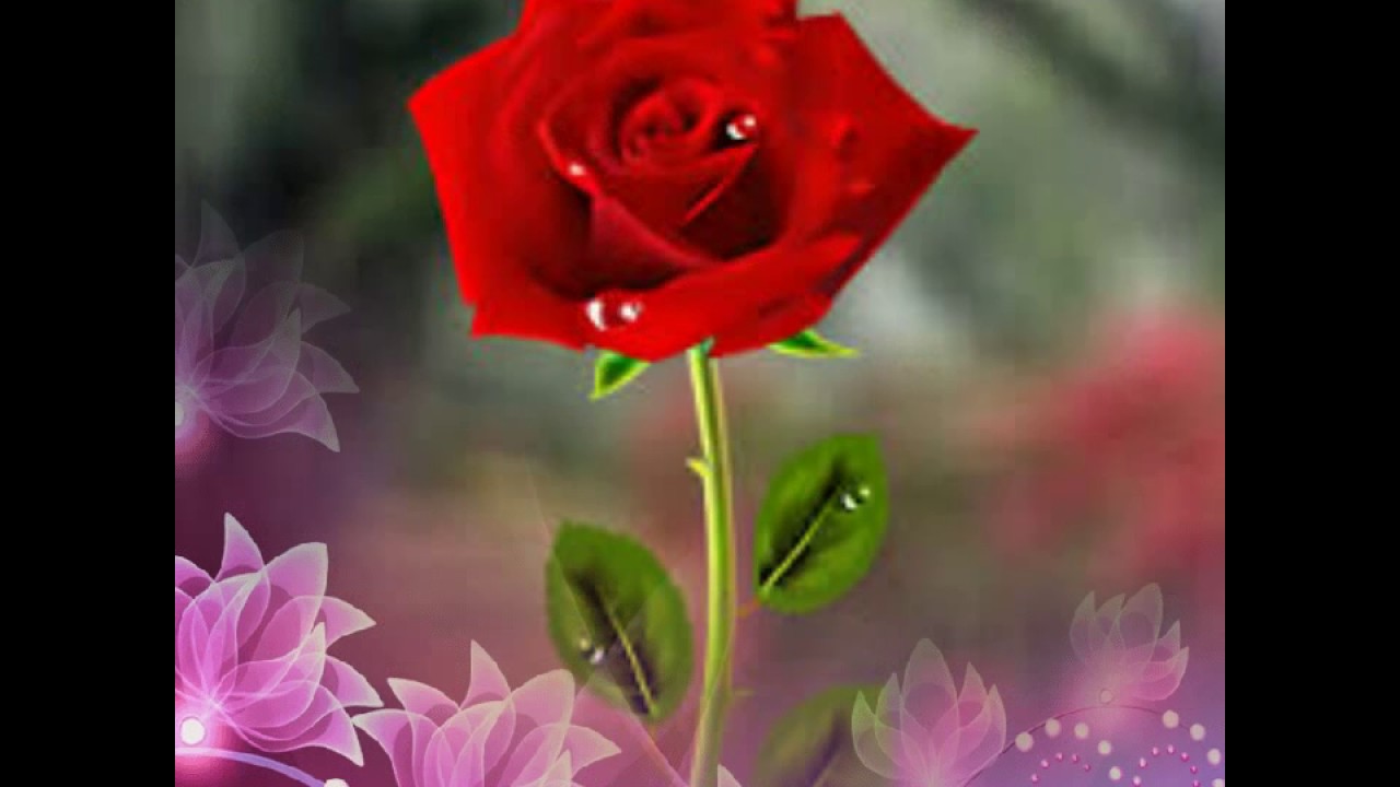 4476 6 صور اجمل ورد - اجمل الصور المعبرة عن الورود بسيمة سلامة