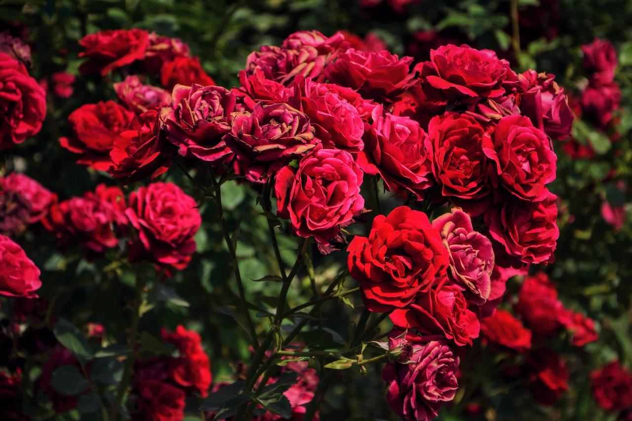 4476 9 صور اجمل ورد - اجمل الصور المعبرة عن الورود بسيمة سلامة