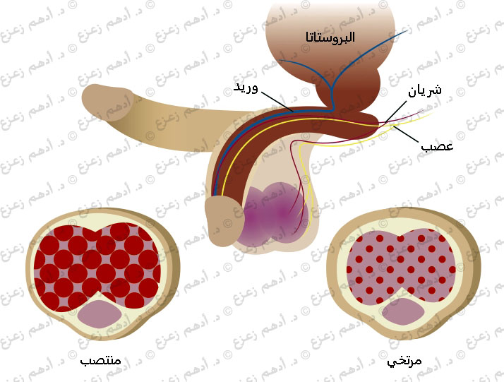 تعرف على اسباب وعلاج الضعف الجنسى , ماهو سبب عدم الانتصاب